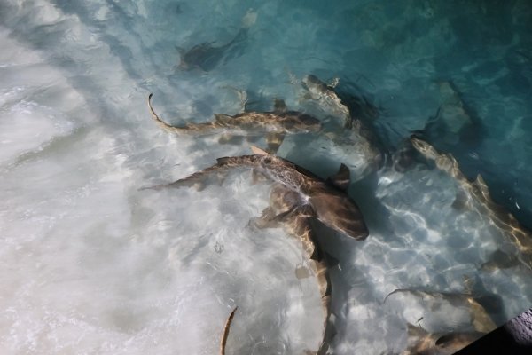 Nurse Shark 